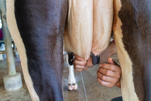Close up of hand milking a cow in the farm,Thailand photo