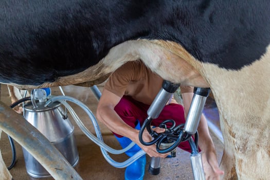 Farmer milking cow with milking equipment at animal farm. photo