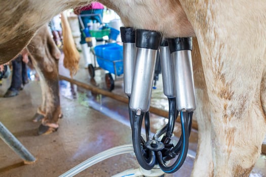 Cow milking with milking equipment at the milking station. photo