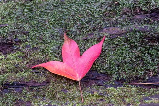 Red maple leaf on the ground with green moss in the forest at Phu Kradueng National Park photo