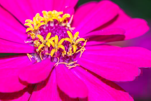 Close up of pink zinnia flower in garden, Thailand. photo