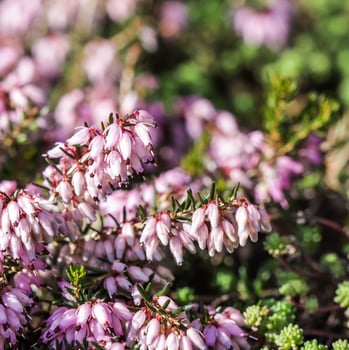 Pink Erica carnea flowers , winter Heath in the garden in early spring photo