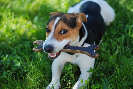 Playful Jack Russell Terrier puppy dog Chewing Toy Spanner on Grass photo