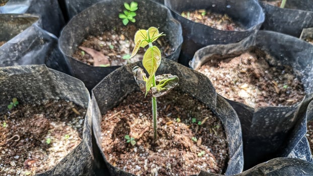 cocoa tree seedling. photo