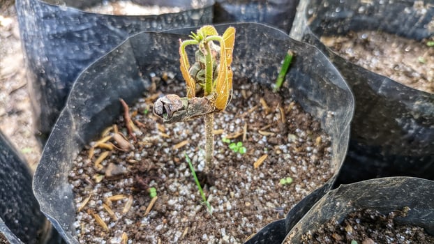 Close up of a cocoa tree seedling. photo