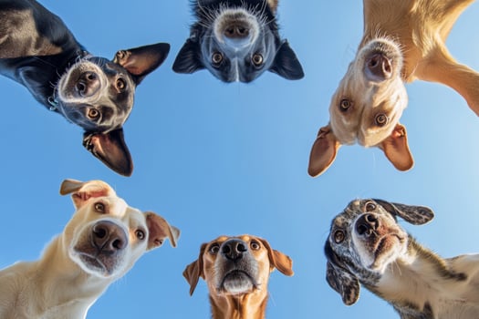 Dogs looking at camera against blue sky photo