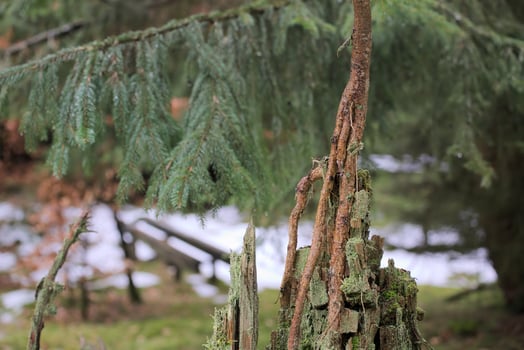 Young spruce tree - Picea - growing from the rotting remains of an old tree. photo