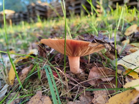 Mushroom in autumn forest surrounded by fallen leaves and grass photo