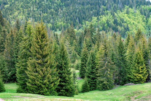 Lush green forest landscape showcasing vibrant trees and nature's tranquility in spring photo