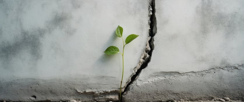 Small plant growing through crack in concrete wall. photo