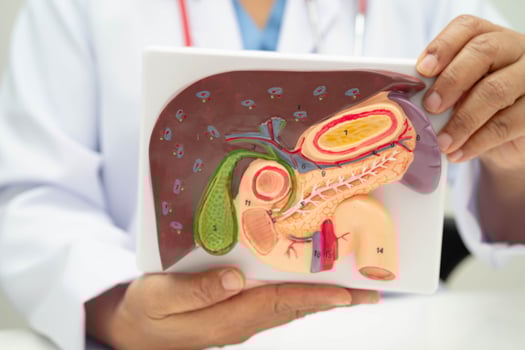 Liver with gallbladder, pancreas spleen and duodenum, Asian doctor holding human anatomy model for study diagnosis and photo