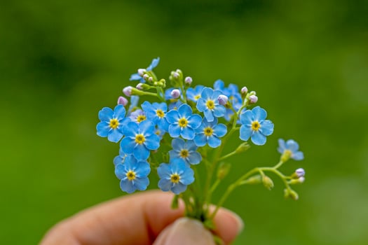 Myosotis arvensis. Blue, small blossoms in the blurred background of green grass photo