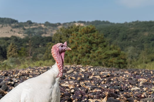 Wild turkey foraging among corn remnants in rural Mexico photo