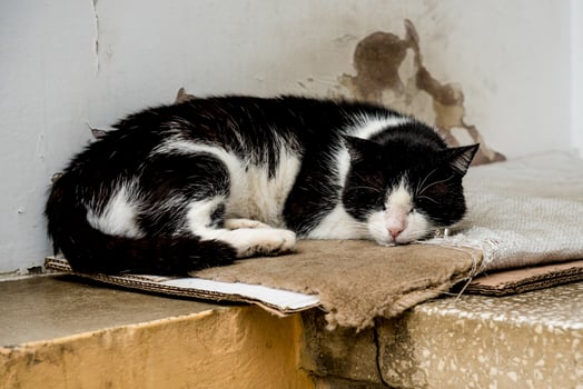 Street homeless cute fluffy cat resting outside urban amazing space photo