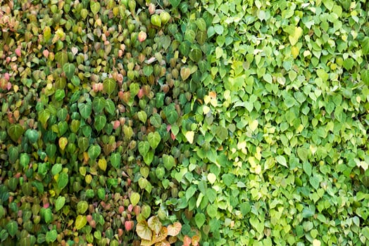 plants on wall. - A photo of a vertical garden