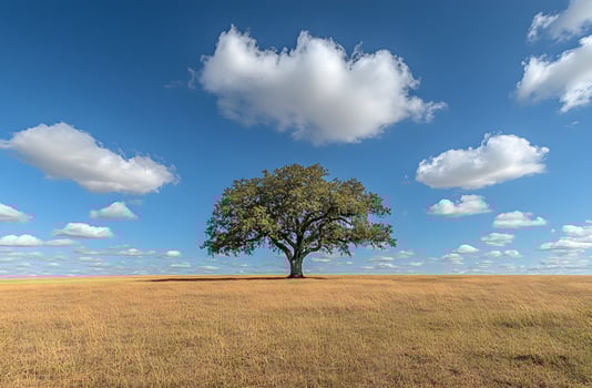 Lone Tree Stands Tall In Golden Field Under Blue Sky photo
