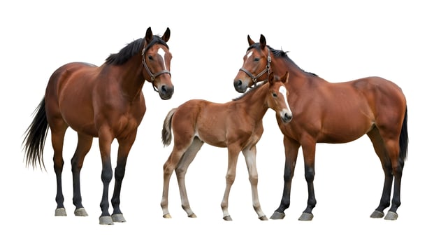 Couple of horses and a foal 02 photo