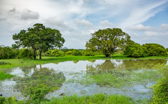 savanna forest in rainy season in botsavana, africa photo