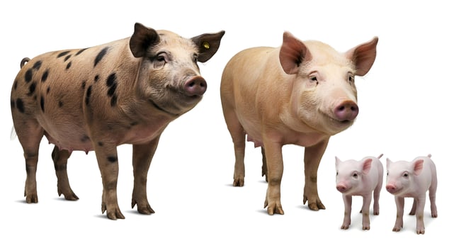 Couple of pigs and piglets 01 photo