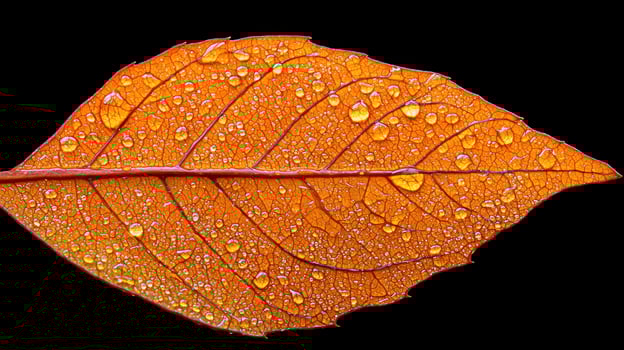 Vibrant Autumn Leaf with Dew Drops Close up Macro Photography of Nature s Beauty photo