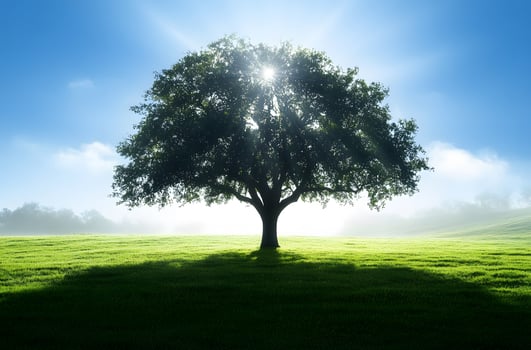 Majestic Oak Tree in Sunny Green Meadow photo