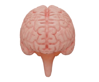 3d rendering realistic human brain photo