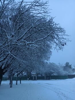 Snow-covered trees lining a quiet street photo