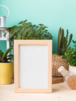 Succulents, house plants in pots photo