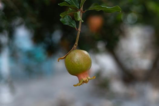 the fruit of an unripe green pomegranate fruit on a tree branch photo