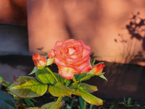 On a bright sunny day, an orange single rose . photo