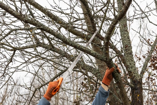 Pruning trees in an autumn garden. Close-up of hands with a saw cutting old branches. photo