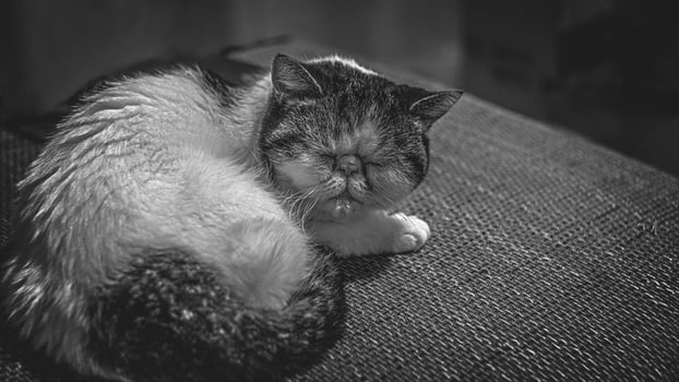White exotic cat snoopy dozed on the couch monohrom photo