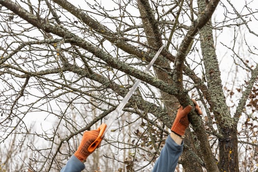 Pruning trees in an autumn garden. Close-up of hands with a saw cutting old branches. photo