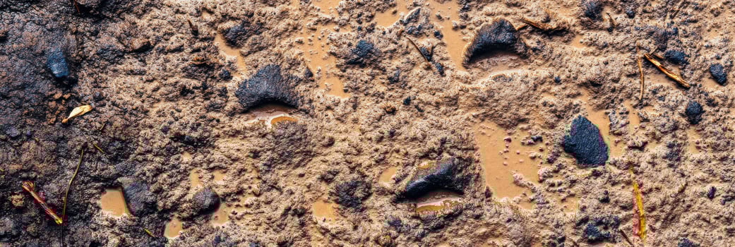 Close-up view of muddy ground surface with footprints and debris after rainfall photo