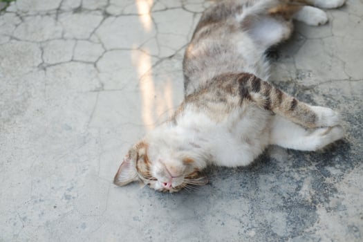 cat lying on the cement, selective focus photo