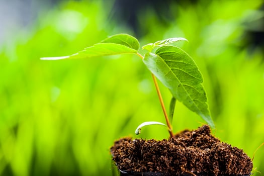 New life. Young sprout in springtime,Closeup. photo