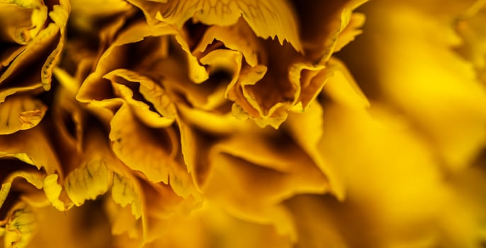 Abstract floral background, yellow carnation flower petals. Macro flowers backdrop for holiday brand design photo