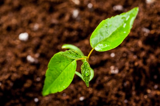 New life. Young sprout in springtime,Closeup. photo