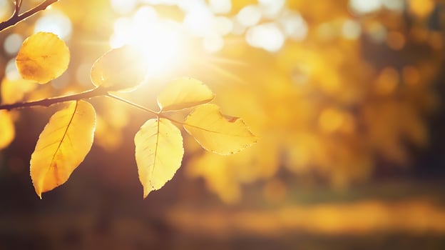 Warm Orange Autumn Sunrise Through Leafy Branches in Forest photo