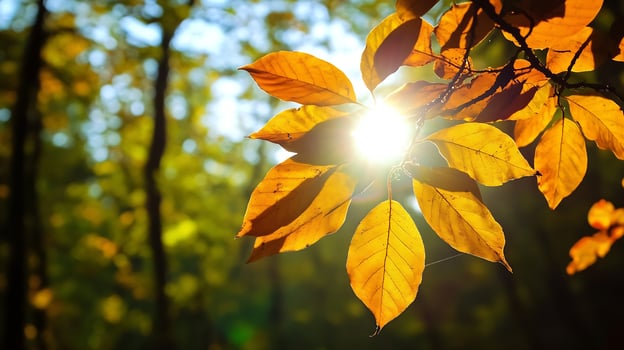 Golden Autumn Leaves with Sunlight Shining Through in Forest Setting photo