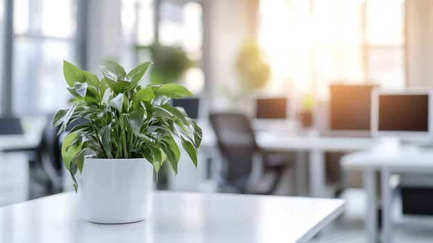 Modern Office Space with Sunlit Green Potted Plant on Desk photo