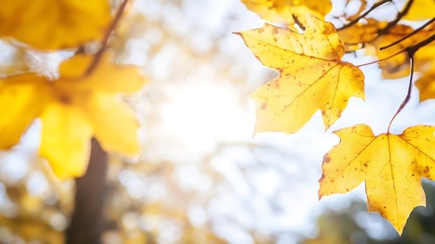 Bright Yellow Maple Leaves in Sunlit Autumn Day with Glowing Backlight and Clear Blue Sky photo