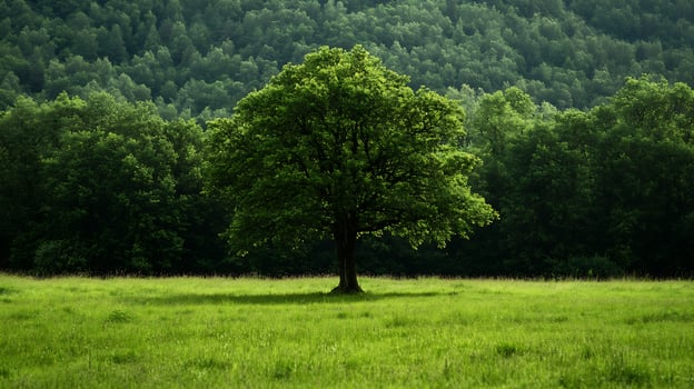 Lush Green Tree in Vibrant Field Surrounded by Forested Hills photo