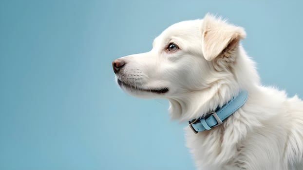 Isolated Charming White Fluffy Dog Wearing a Stylish Light Blue Collar Against a Clean Blue Background photo