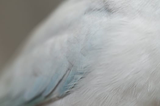 Part of tiny parrot white Forpus small bird photo