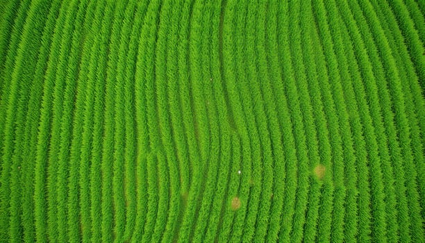 Aerial View of a Lush Green Field with Parallel Rows of Crops photo