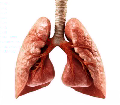 Detailed anatomical of human lungs showcasing structure and blood vessels for educational purposes photo