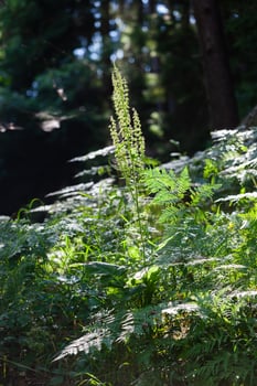 Tall green plant blooms in a lush forest under dappled sunlight photo