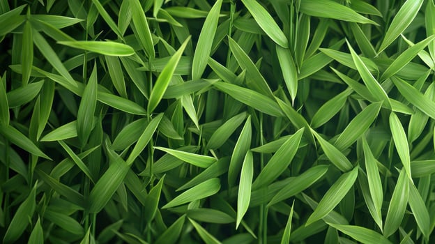 Lush Green Bamboo Leaves Texture Nature Background Tropical Foliage Vibrant Greenery photo