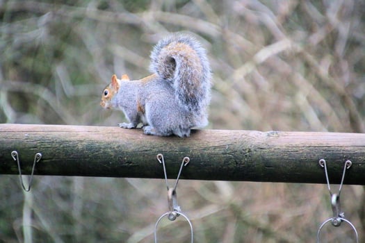 A squirrel sitting on a wooden fence photo